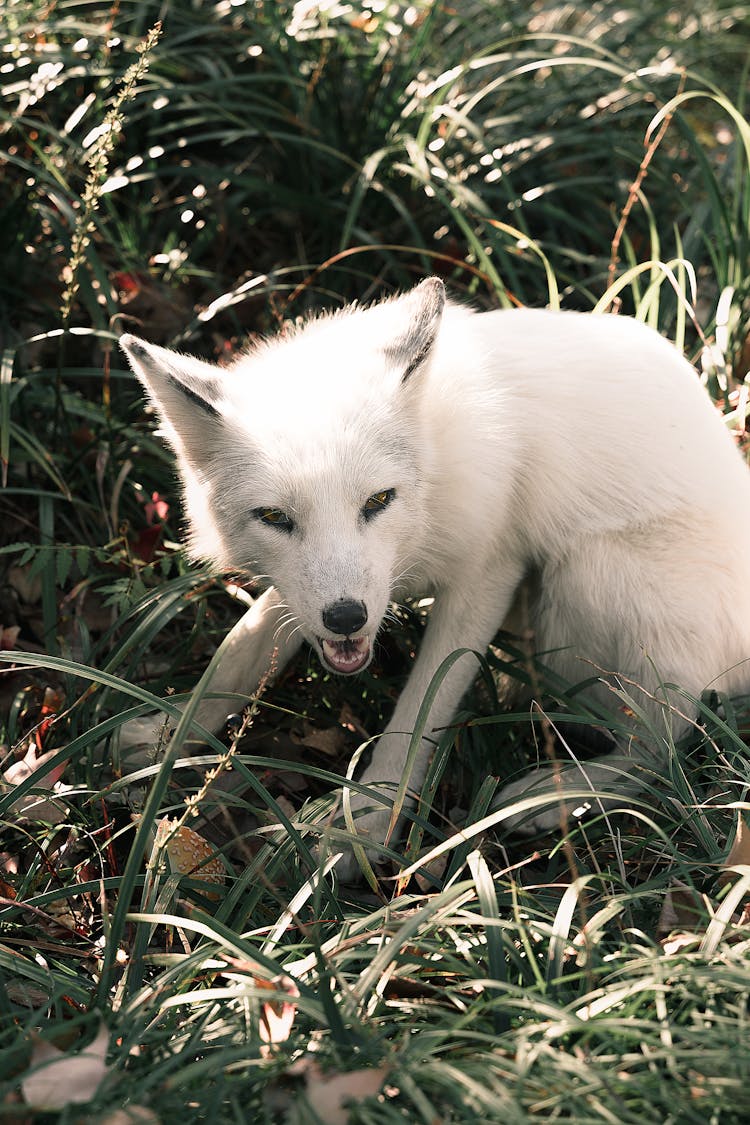 White Fox On Green Grass