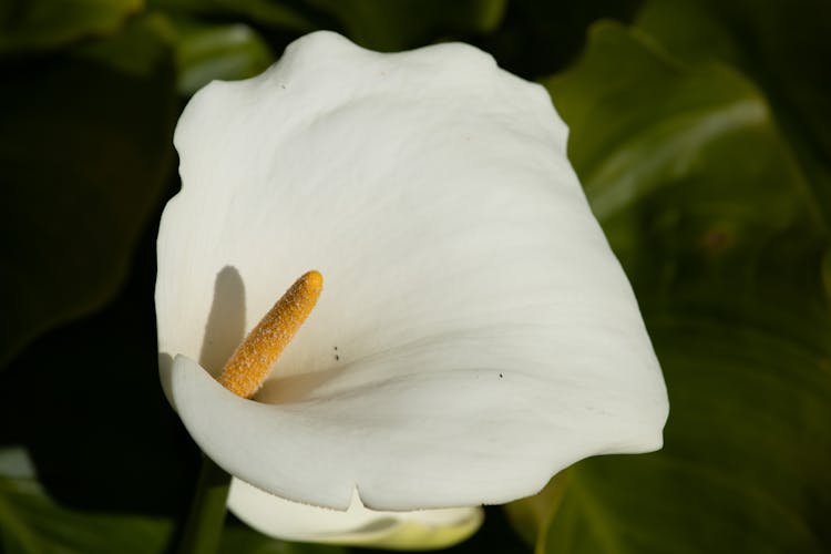 Blooming Calla Lily