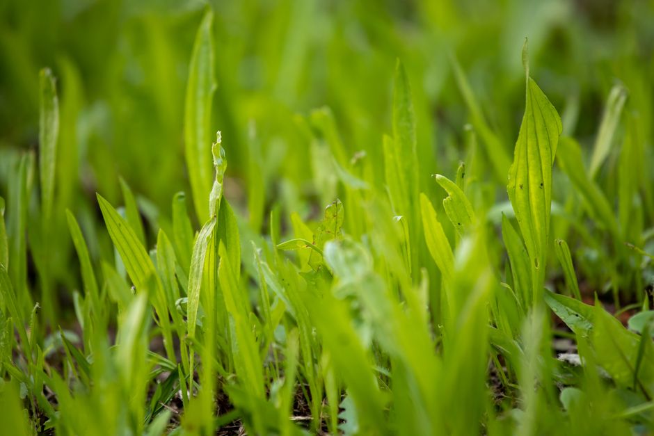 how to get rid of crabgrass