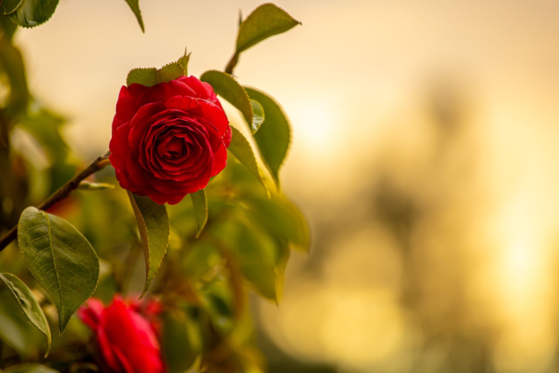Detailed close-up of a red camellia flower blooming with lush green leaves in a natural setting.
