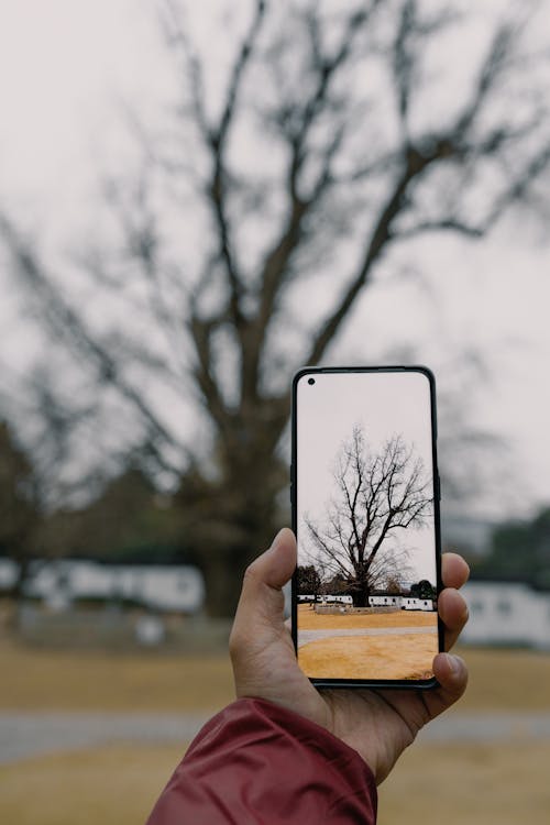 A Photo of Bare Tree on the Smartphone 