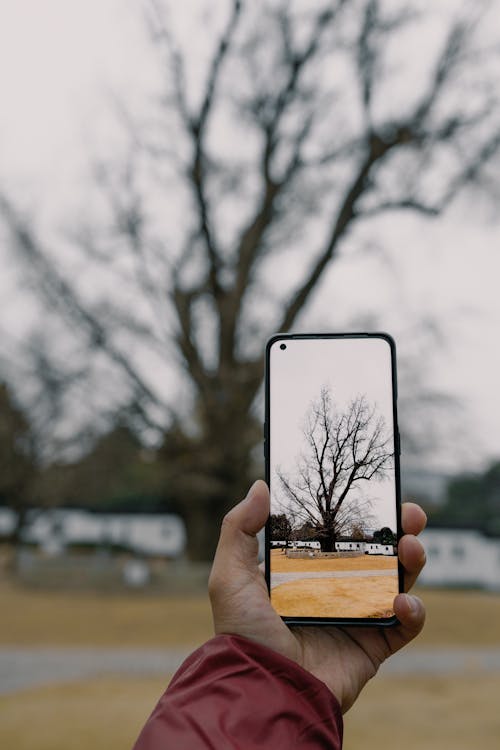 Fotobanka s bezplatnými fotkami na tému bezlistý, držanie, exteriéry