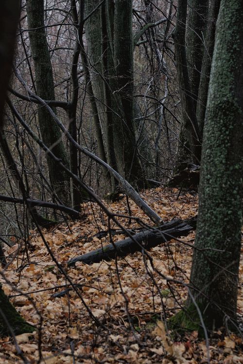 Free Serene autumn forest scene with fallen leaves and bare branches, evoking a peaceful mood. Stock Photo