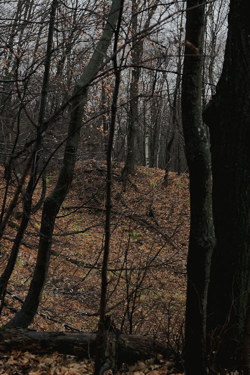 Bare Trees in Forest