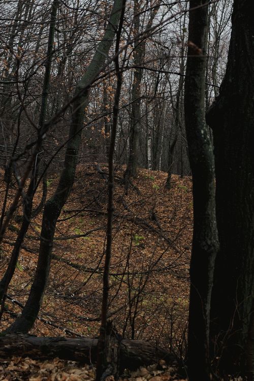 Free A tranquil scene of a leafless forest during overcast conditions highlighting bare trees. Stock Photo