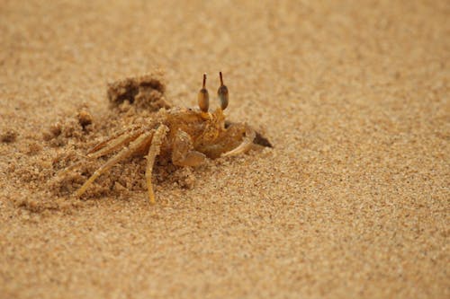 A Brown Crab Covered with Brown Sand 