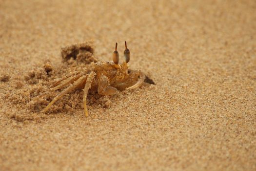 A small ghost crab blending into the sandy beach, showcasing its natural camouflage ability.