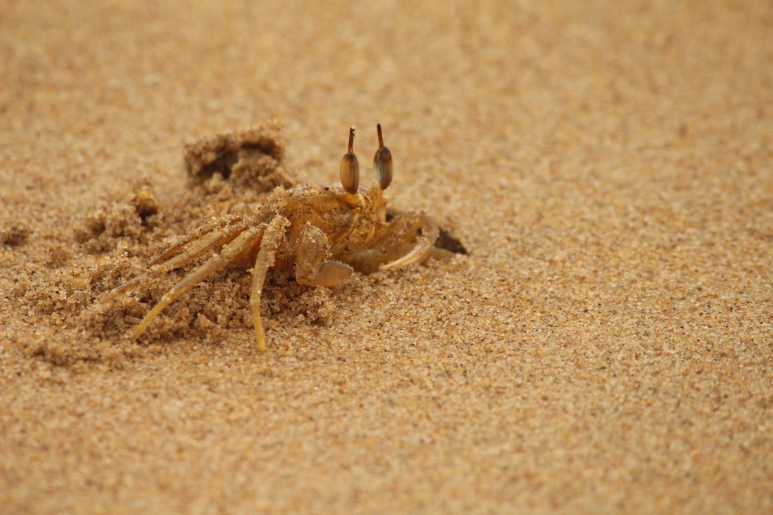 Darmowe zdjęcie z galerii z duch krab, fotografia zwierzęcia, krab