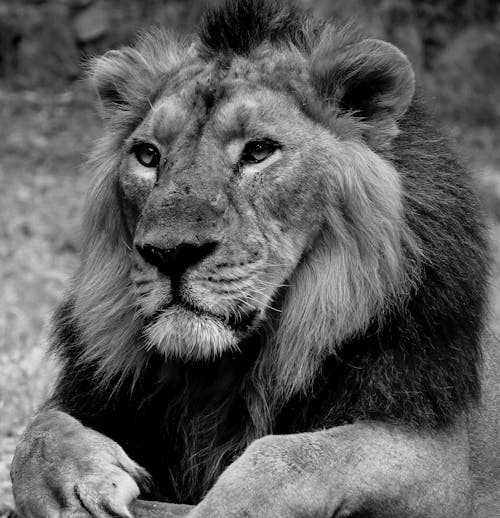 Free Grayscale Photo of Lion Lying on Ground Stock Photo