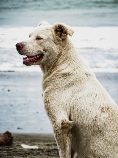 Free White Dog in a Beach Stock Photo
