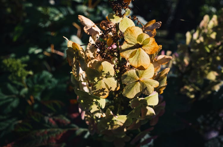 Hydrangea Macrophylla Flowers In The Garden