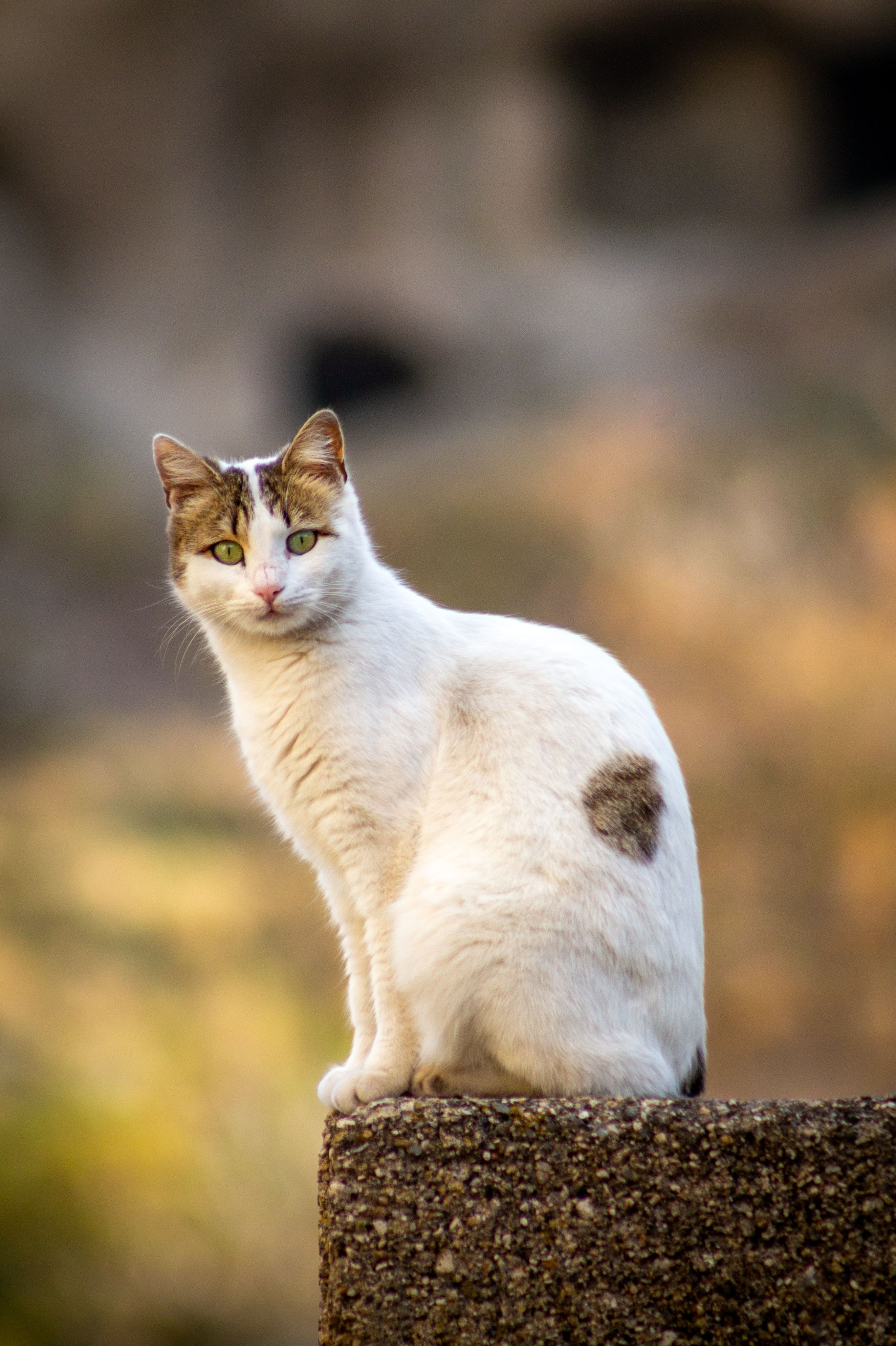 White Cat on a Rock · Free Stock Photo