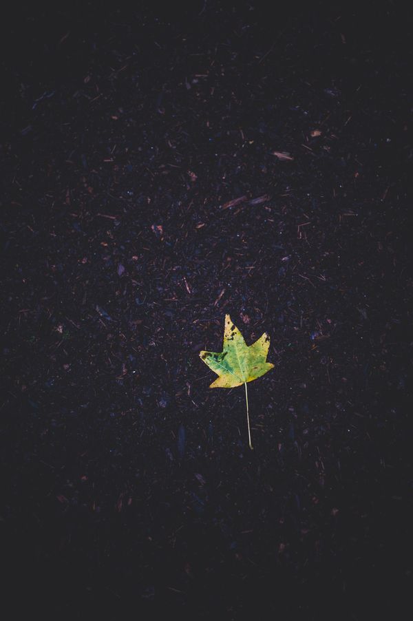 Tulip poplar leaf