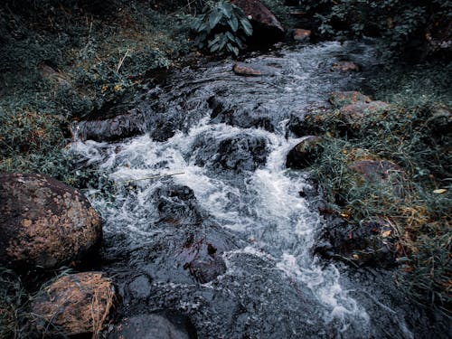Kostnadsfria Kostnadsfri bild av flödande vatten, löv, natur Stock foto