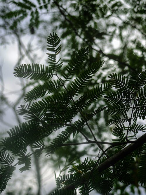 Бесплатное стоковое фото с ветви, дерево, зеленые листья