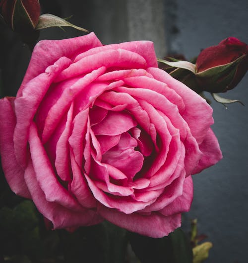 Photograph of a Blooming Pink Rose