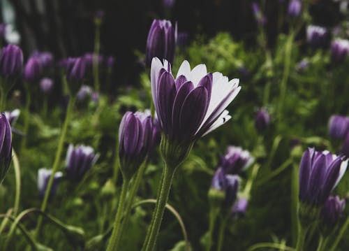 Darmowe zdjęcie z galerii z fioletowy, flora, kwiaty