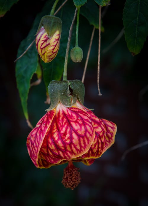 Close-Up Photograph of a Red Flower