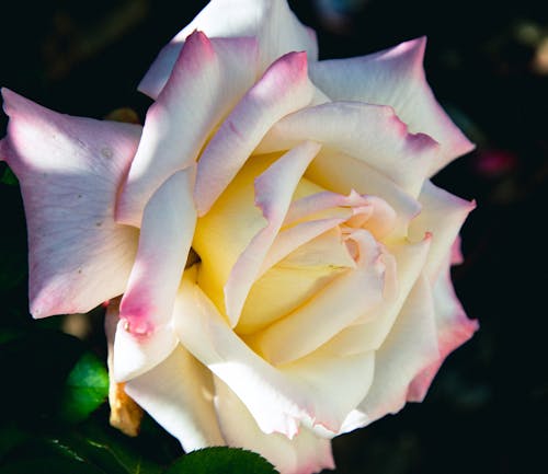 Close-up of White and Pink Flower