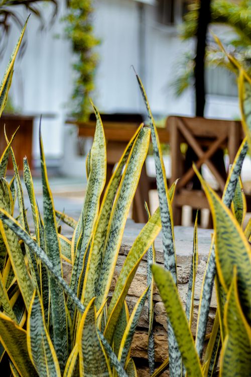 Free Close-up of a snake plant with vibrant leaves in a relaxed outdoor patio setting. Stock Photo