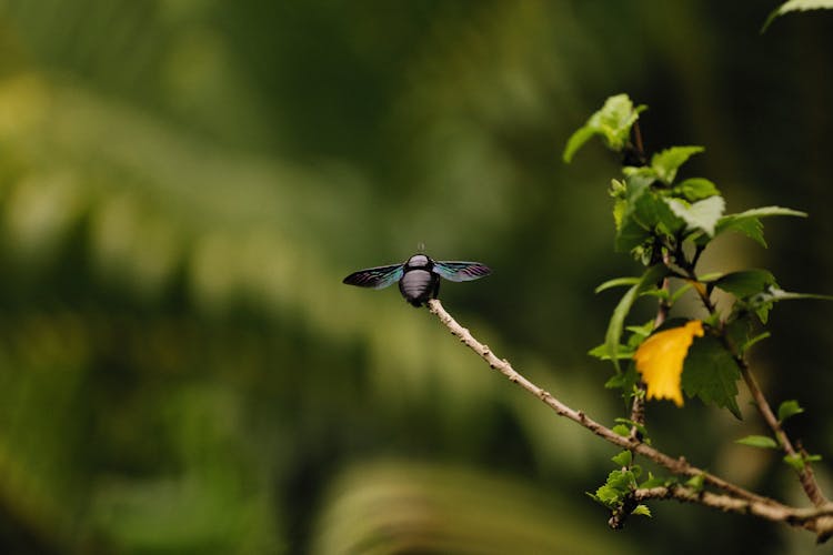 Bug On Branch