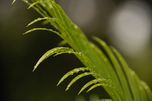 Kostnadsfri bild av daggdroppar, efter regn, grön