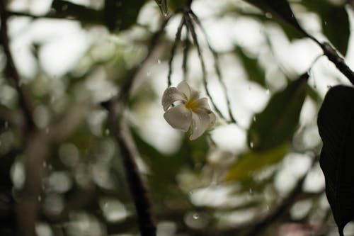 Water Drop on White Flower