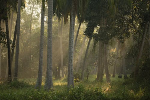 Immagine gratuita di alberi alti, erba verde, foresta