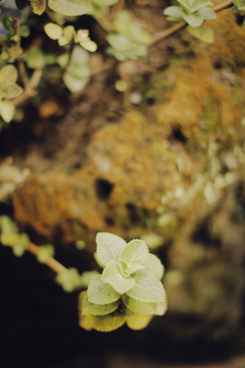 Free A close-up of peppermint leaves against a blurred, earthy background, highlighting natural texture. Stock Photo