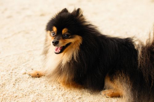 Free Cute Pomeranian dog lying playfully on a sandy beach, exuding charm and joy. Stock Photo