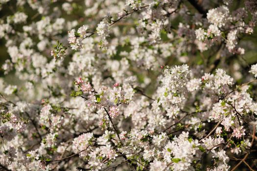 Close-Up Photograph of White Cherry Blossom Flowers