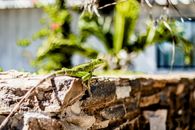 A vibrant green iguana basking on a sunlit stone wall in Adicora, Venezuela.