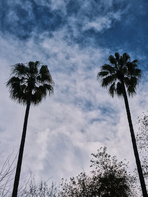 Darmowe zdjęcie z galerii z błękitne niebo, chmury, drzewa kokosowe
