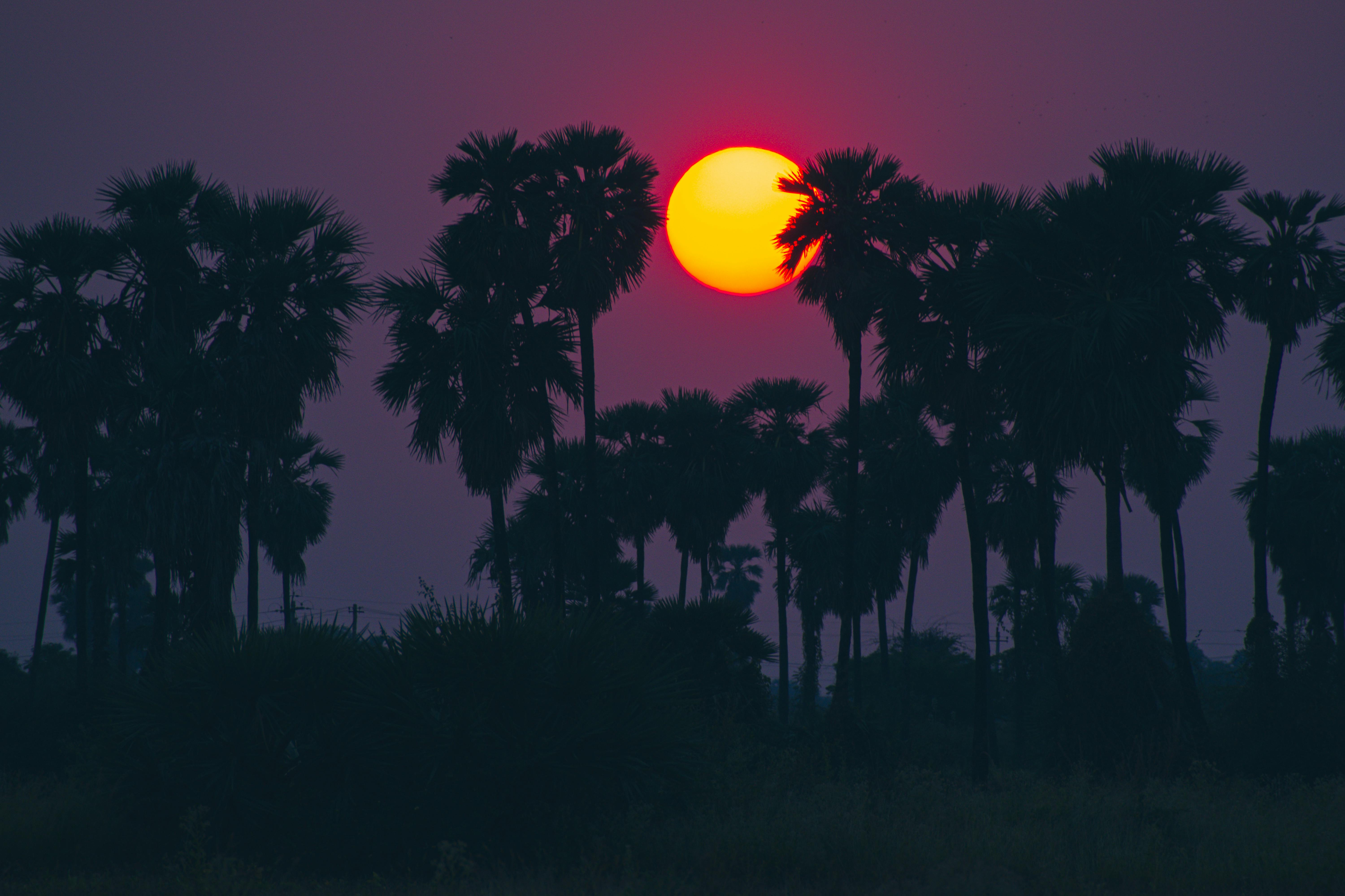Silhouetted palm trees against a vibrant sunset, creating a dramatic and serene landscape.