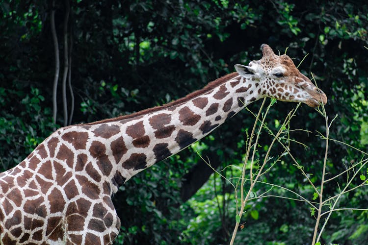 Close-up Giraffe Eating The Plants