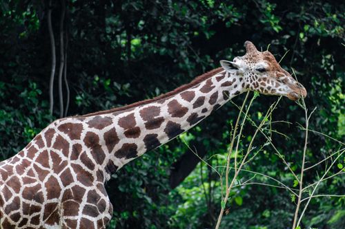 Free Captivating close-up of a giraffe feeding on leaves in a vibrant forest setting. Stock Photo