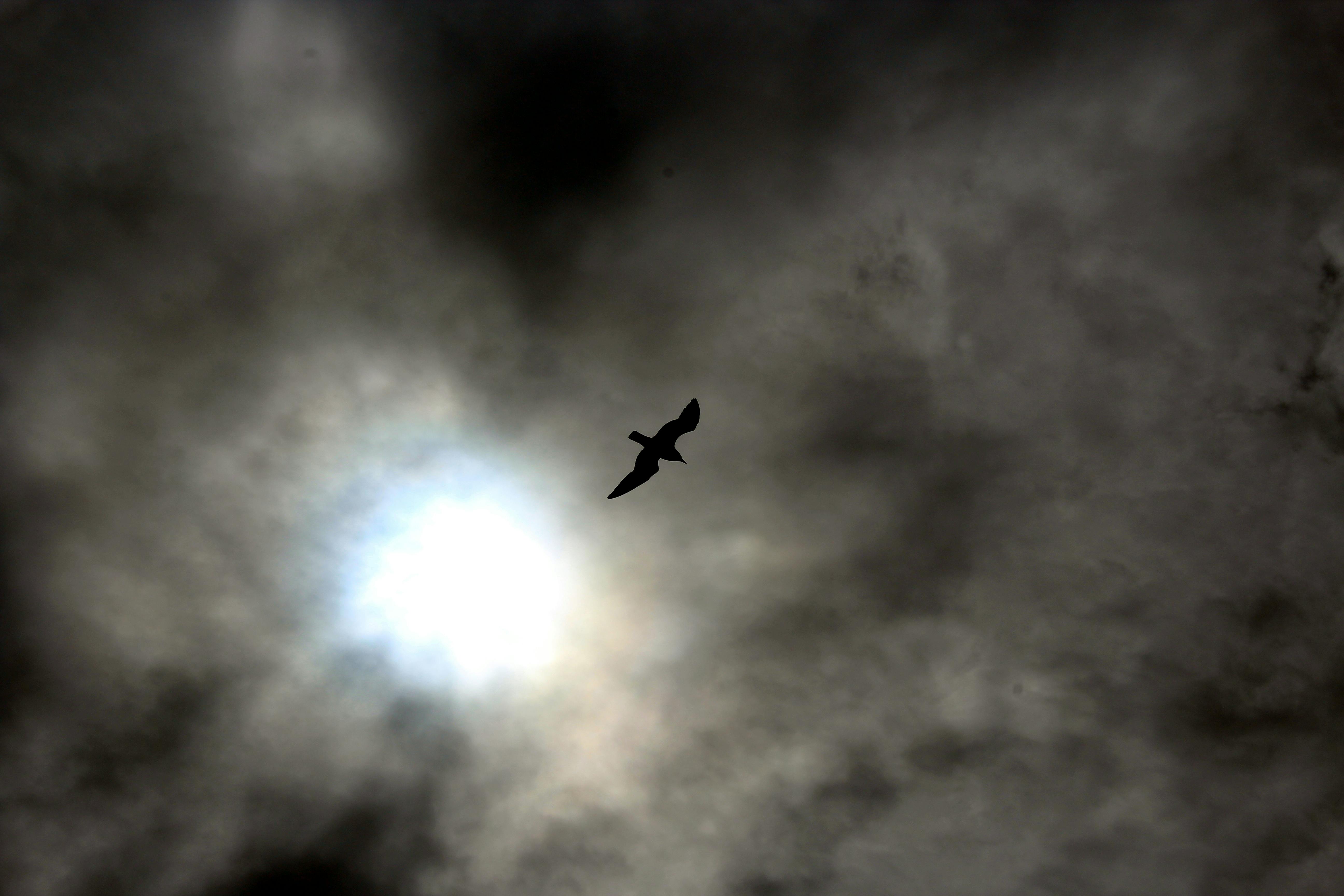 Free stock photo of bird, cloudy, eye of storm