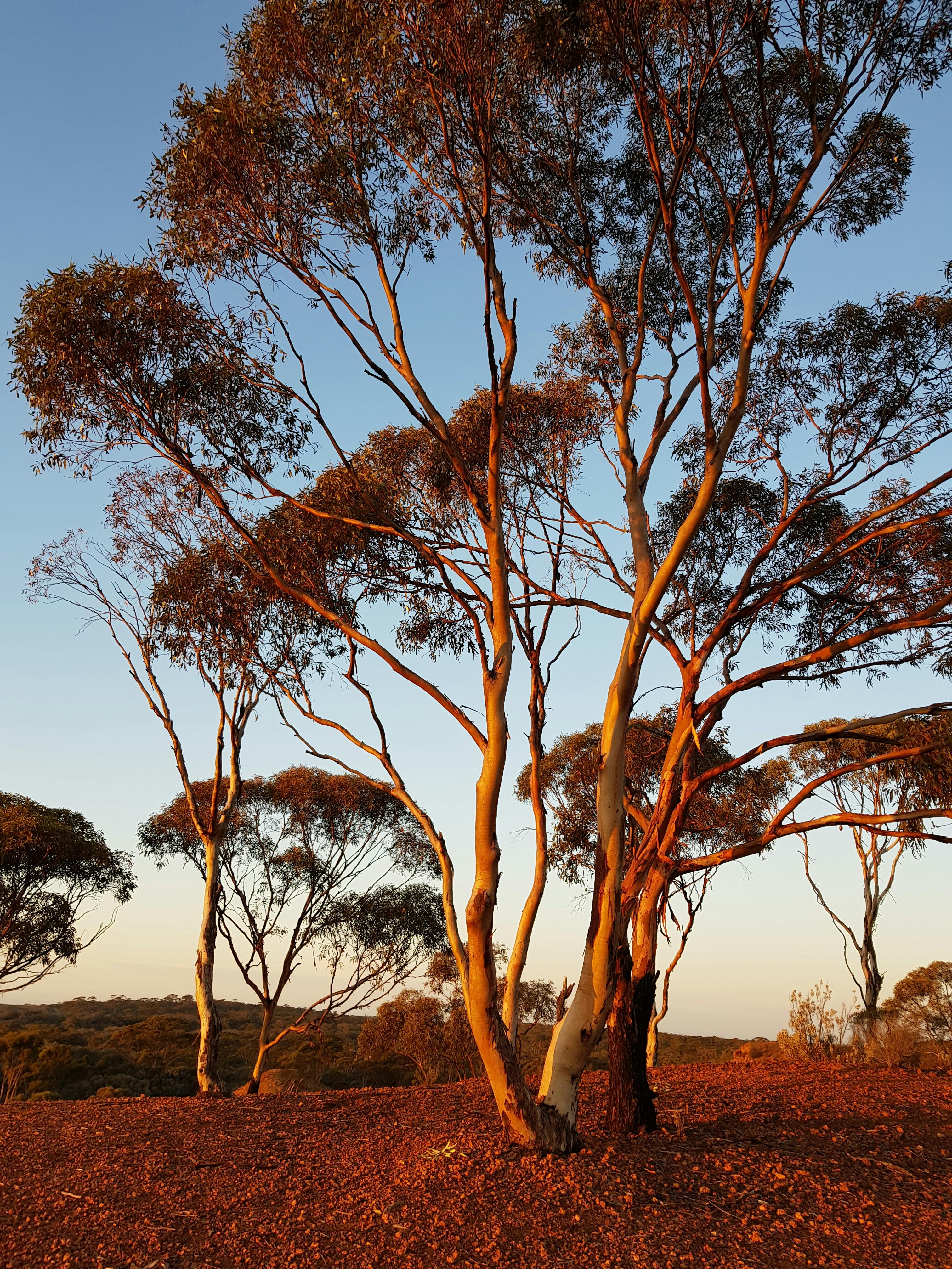 Itinerary Coolgardie,Kalgoorlie,Kambalda West