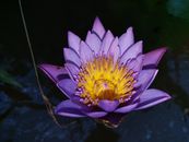 Purple and Yellow Flower in Close Up Photography