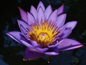 Purple Waterlily in Bloom Close Up Photo