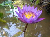 Pink Lotus Flower on Water