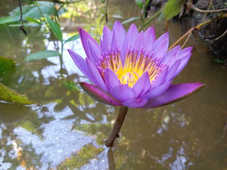 Pink Lotus Flower on Water