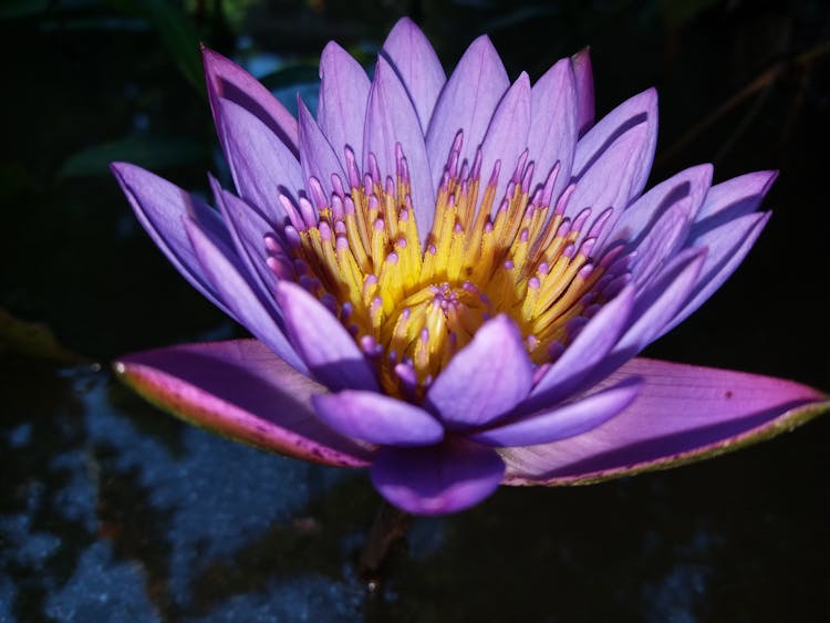 Purple Egyptian Lotus Flower In Bloom