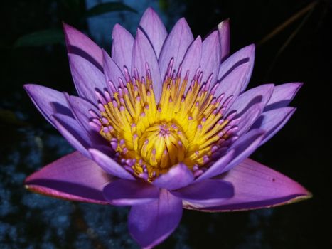 Purple and Yellow Flower in Bloom
