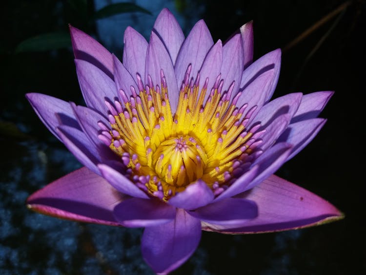 Photo Of A Blooming Egyptian Lotus