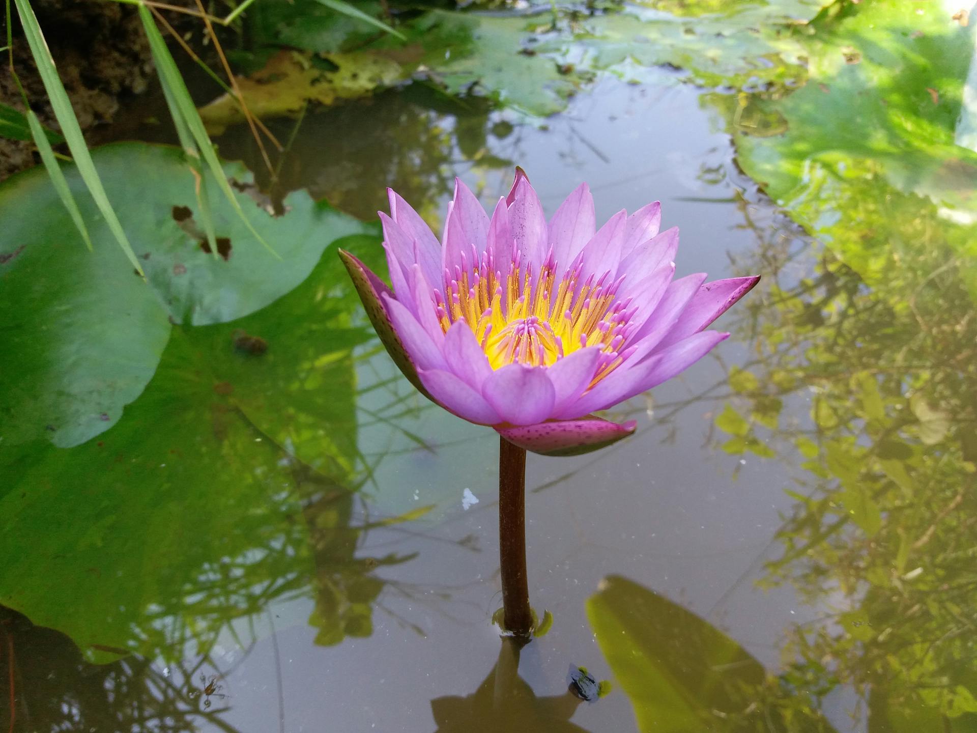 Beautiful close-up of a purple lotus flower blooming in a serene Sri Lankan pond.