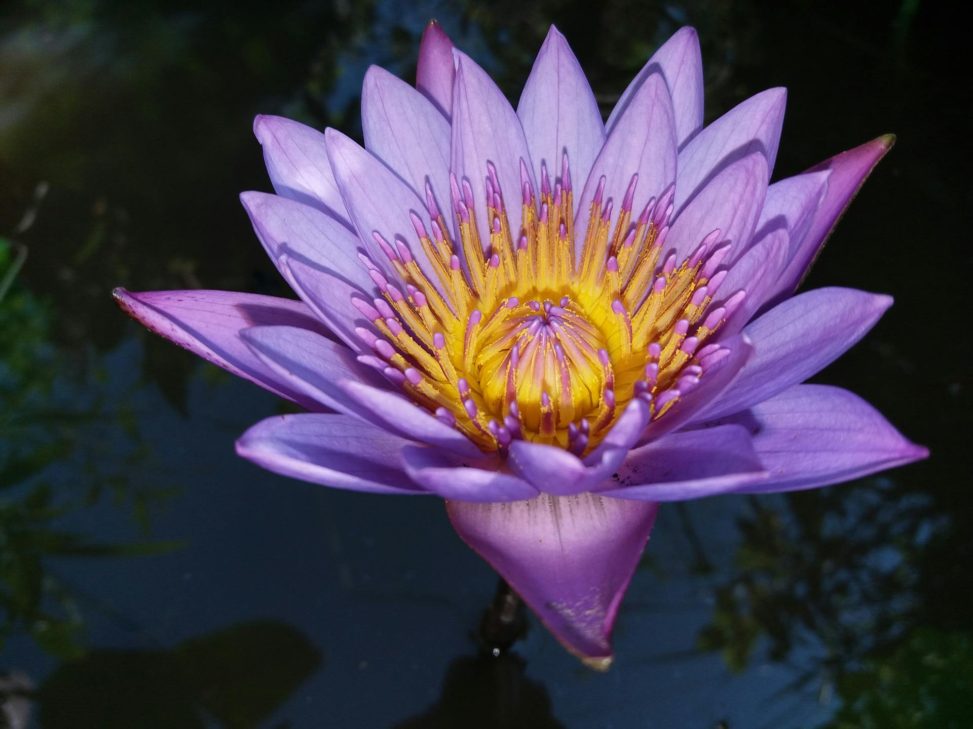 Bright purple lotus flower in full bloom captured in a serene Sri Lankan pond.