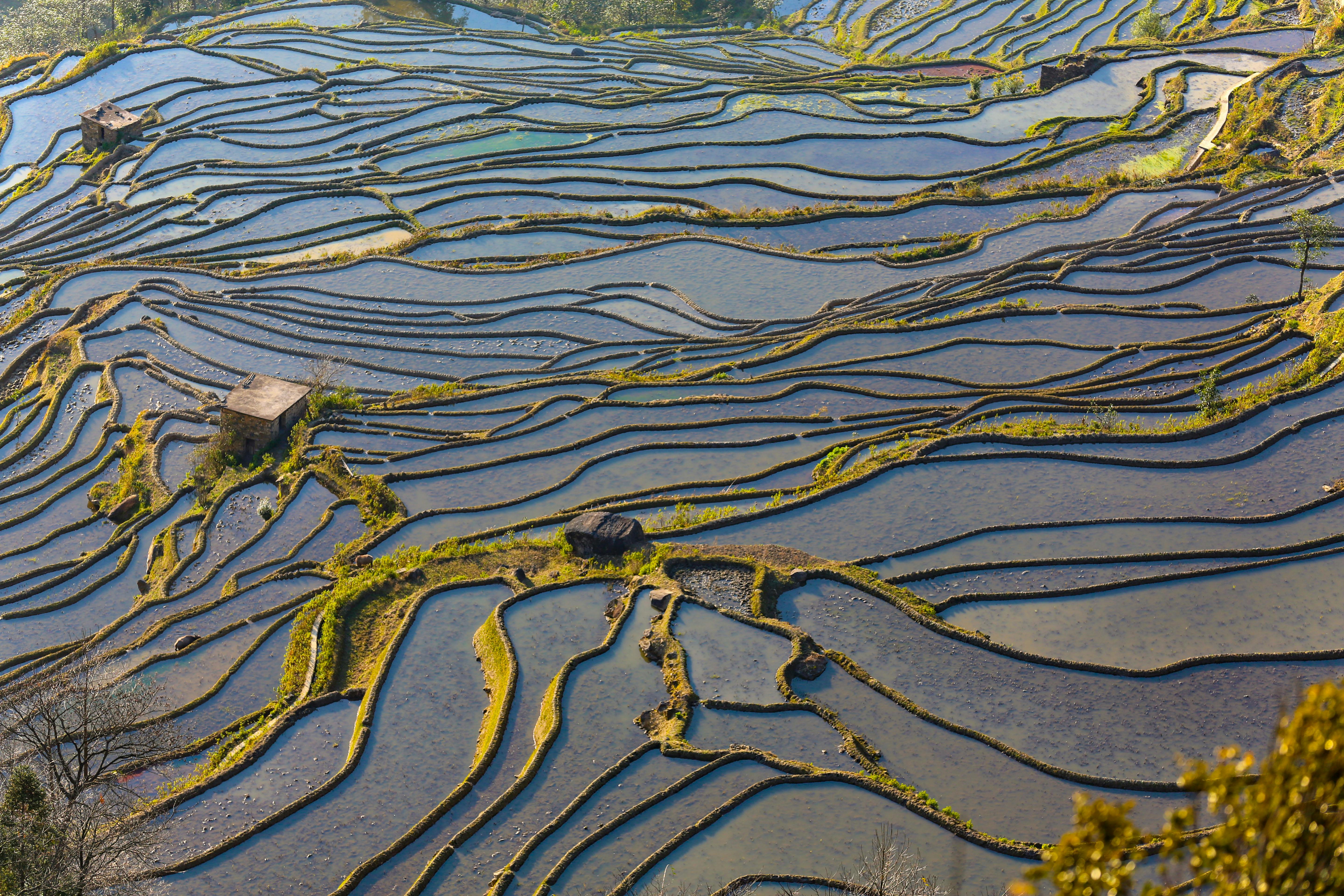 High Angle Shot of Rice Terraces