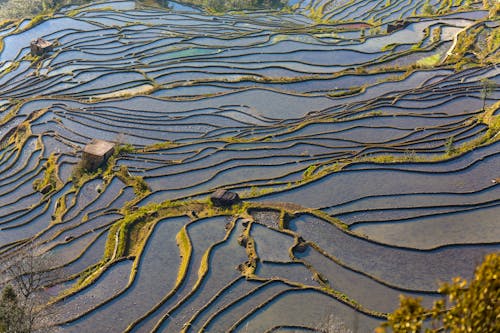 High Angle Shot of Rice Terraces