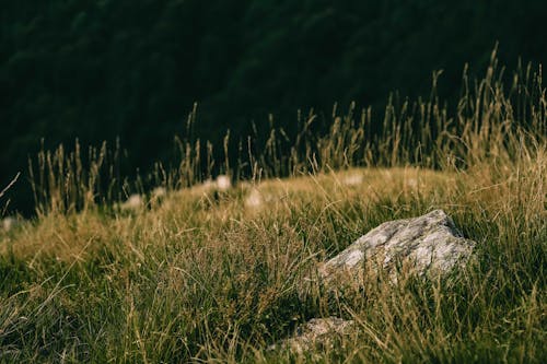 Gratis stockfoto met buiten, donkere achtergrond, gras